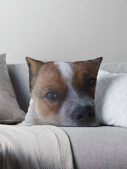 Discover Red Heeler Pup
