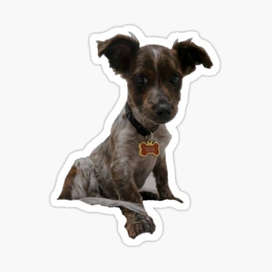 Discover Cute Puppy