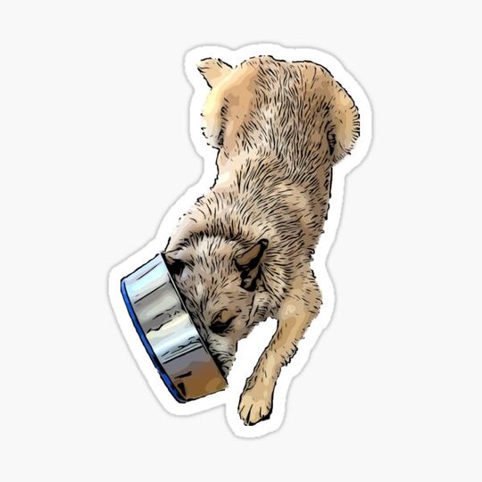 Discover Casually Cleaning the Bowl Australian Cattle Dog ACD Red Heeler