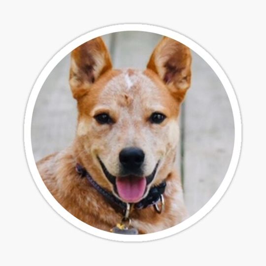 Discover Cattle Dog - Red Heeler Circle Frame