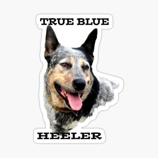 Discover TRUE BLUE HEELER, CATTLE DOG QUOTE