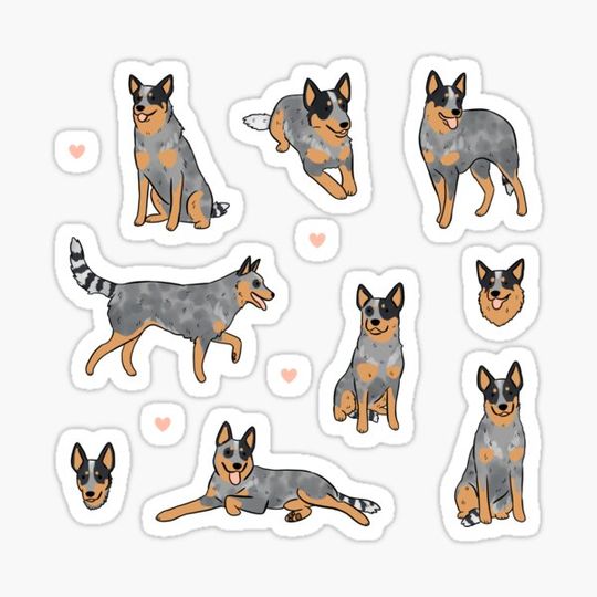 Discover Australian Cattle Dog cute illustration pack
