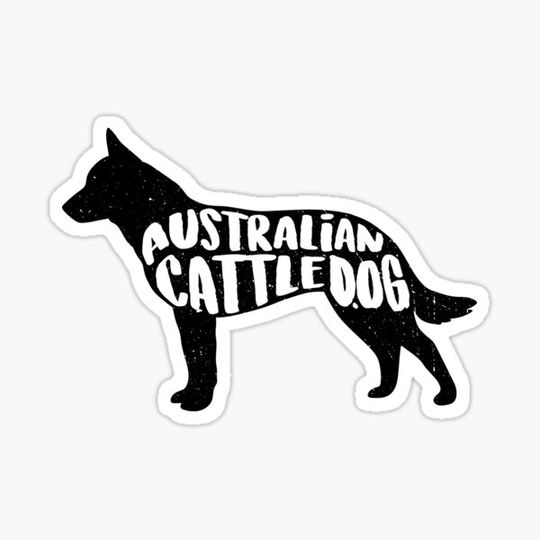 Discover Australian Cattle Dog