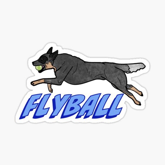 Discover Australian Cattle Dog/Blue Heeler Flyball