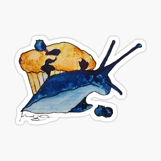 Discover Muffin snail