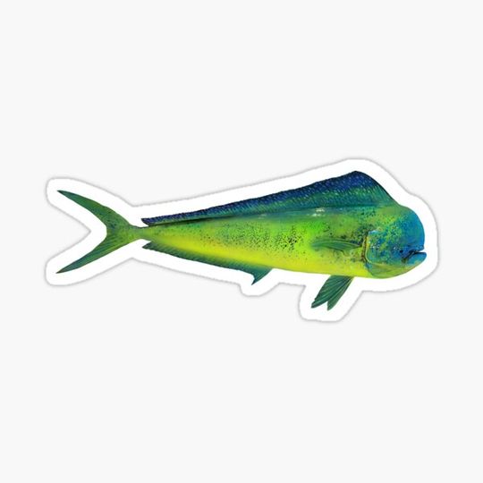 Discover Mahi Mahi