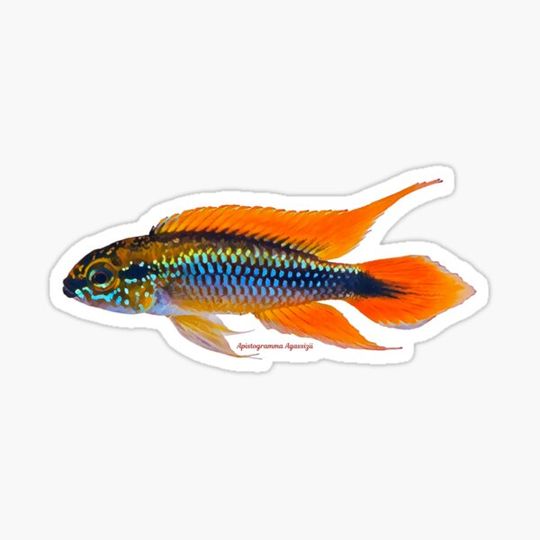 Discover Apistogramma agassizii