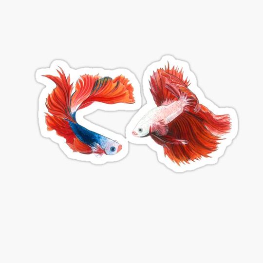 Discover Watercolor betta fish