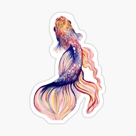Discover Betta 3