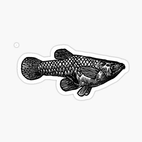 Discover Minnow, Guppy, Mosquito Fish