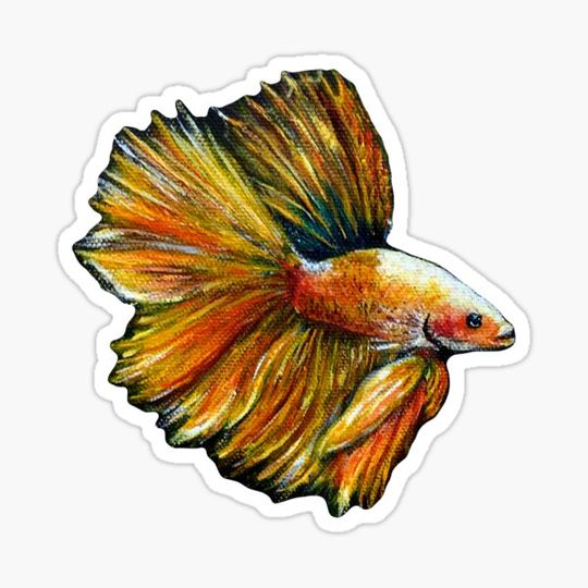 Discover Golden Siamese Fighting Fish