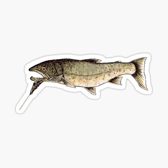 Discover Bull Trout