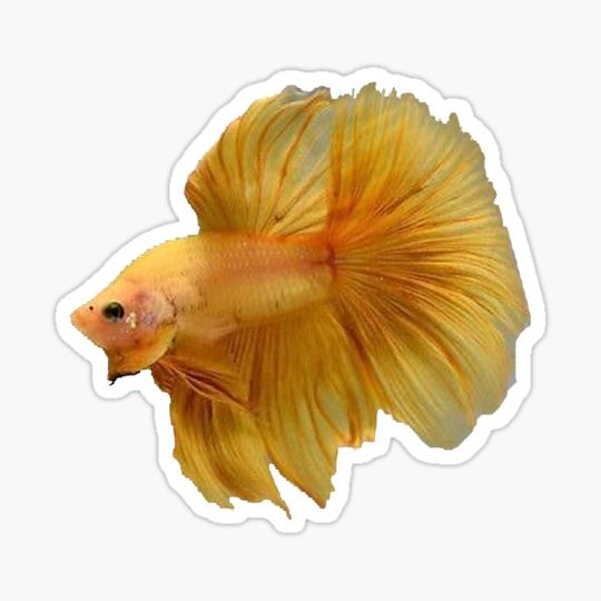 Discover Halfmoon Super Yellow