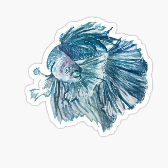 Discover Betta fish
