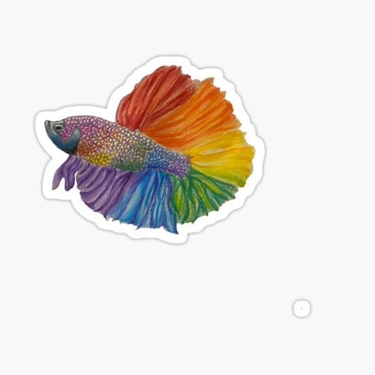 Discover Rainbow betta fish