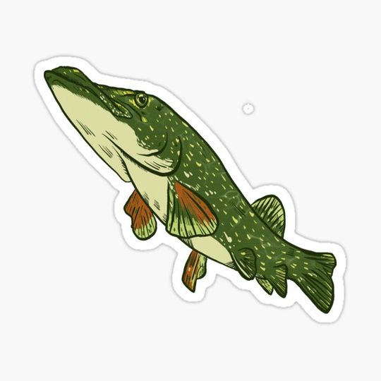 Discover Northern pike