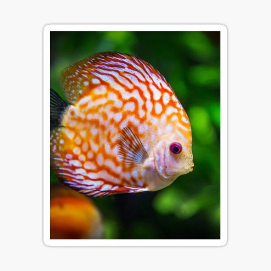 Discover Fish