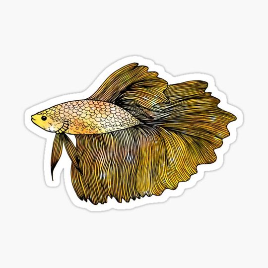 Discover Yellow Betta Fish