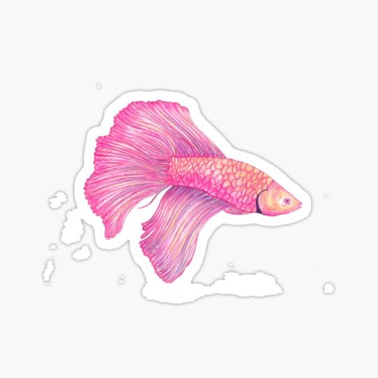 Discover Pink Betta Fish