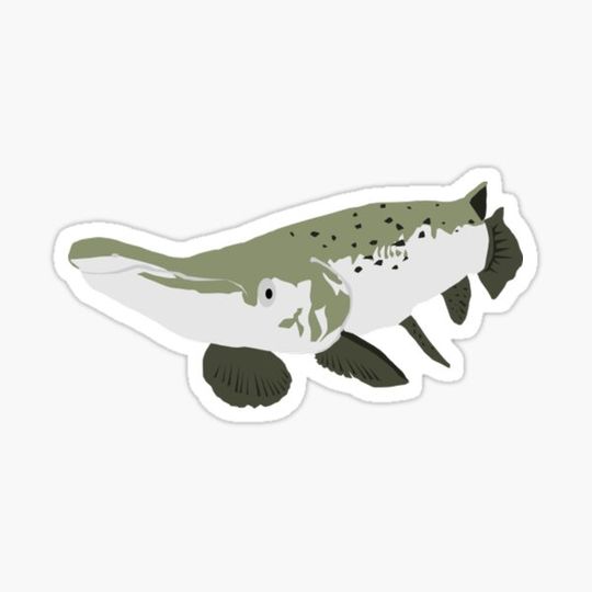Discover Alligator Gar