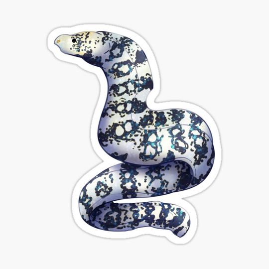 Discover Cozy Snowflake Moray Eel
