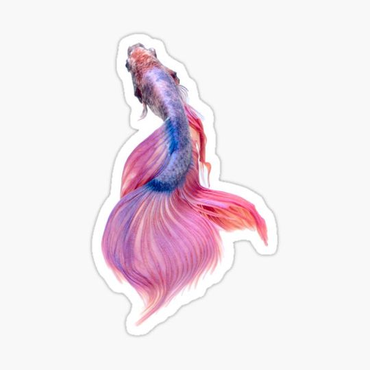 Discover Siamese fighting fish