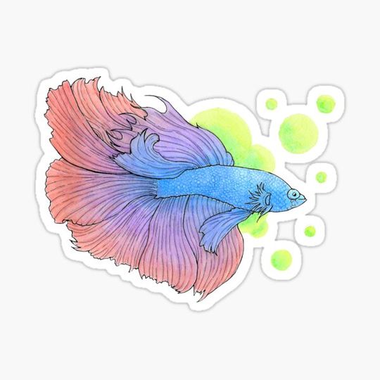 Discover Halfmoon Betta