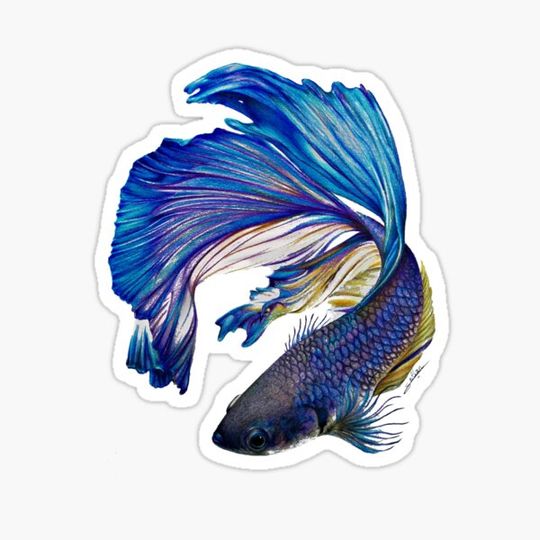 Discover Blue Fighting Fish Collection