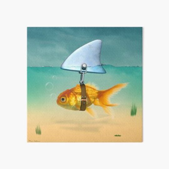 Discover gold fish