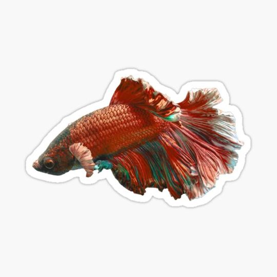 Discover Red Betta Fish