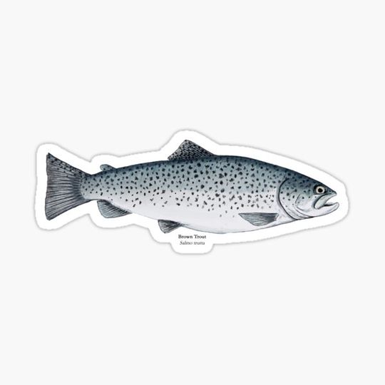 Discover Brown trout Painting