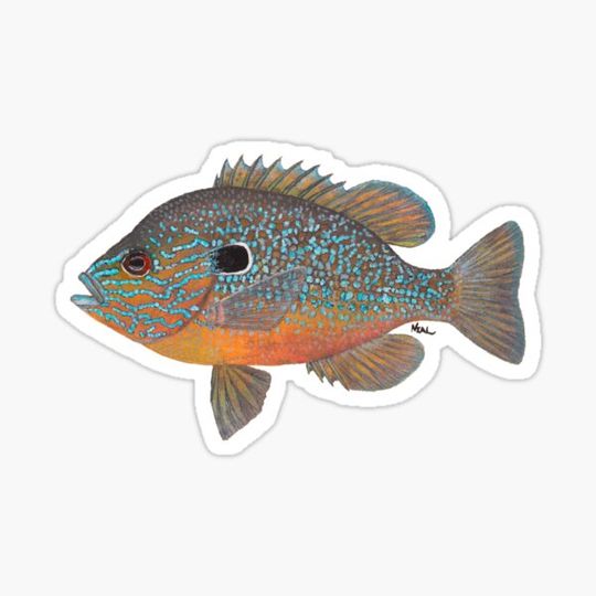 Discover Longear Sunfish (Lepomis megalotis)