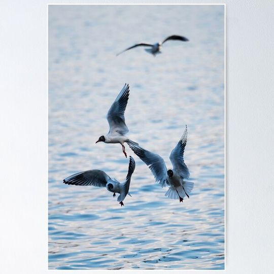 Discover Seagulls at the lake