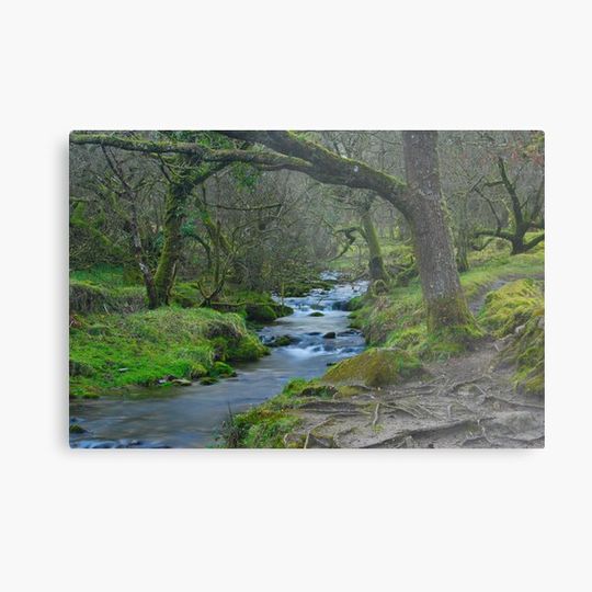Woodland Stream Dartmoor