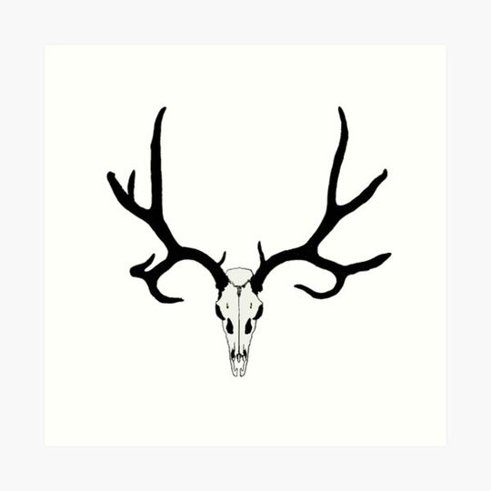 Discover Mule Deer Skull