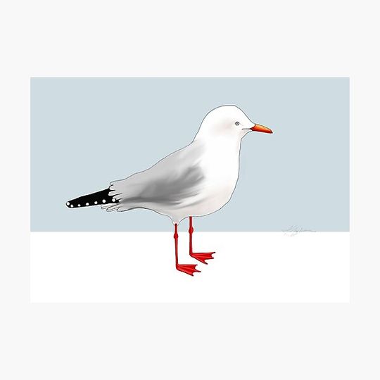 Discover Seagull