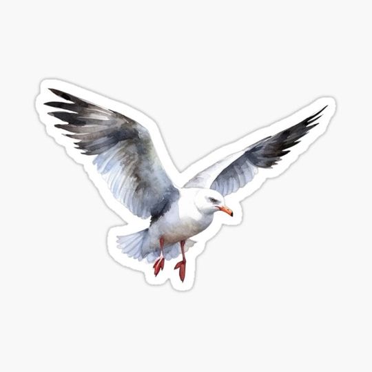 Discover Sea Gull White Bird