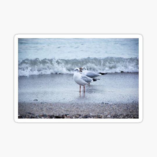 Discover Two seagulls standing on the beach photography