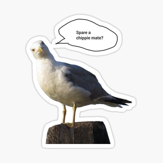 Discover Chip Stealing Seagull