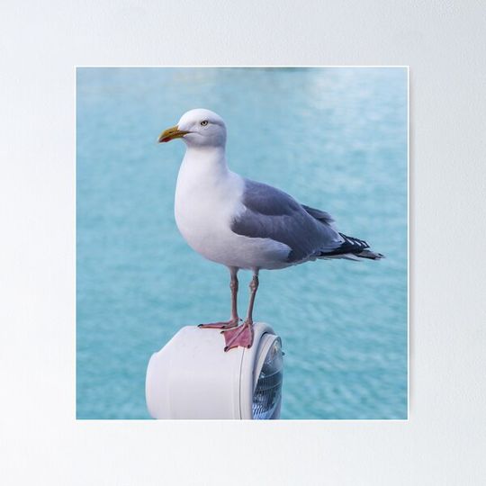 Discover Pretty Seagull