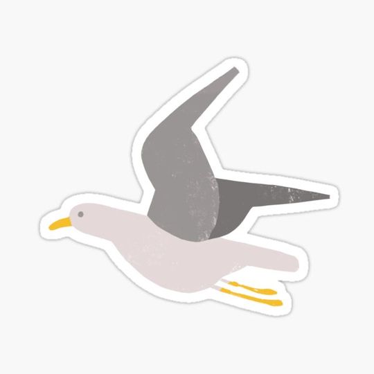 Discover Seagull