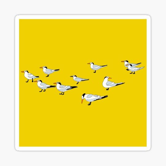 Discover Cocoa Beach Seagulls