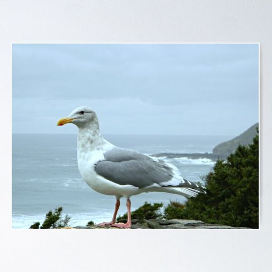 Discover Oregon Seagull