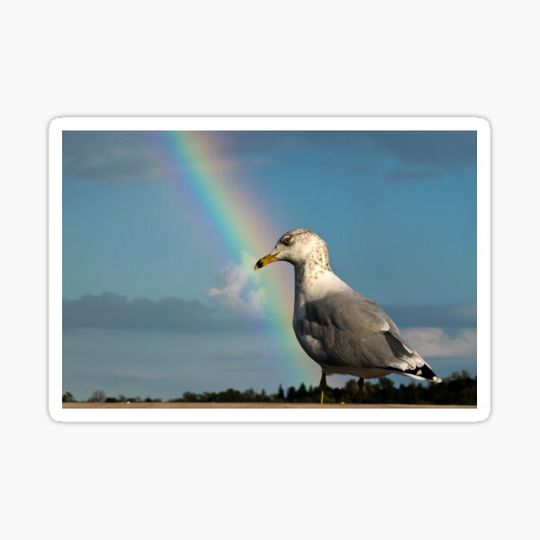 Discover Rainbow Seagull