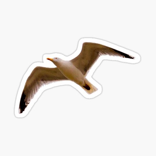 Discover Seagull!