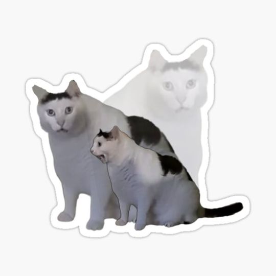Discover Huh Cat