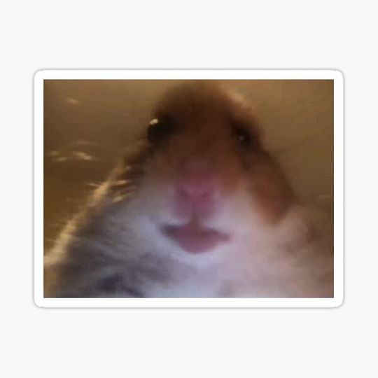 Discover front facing hamster