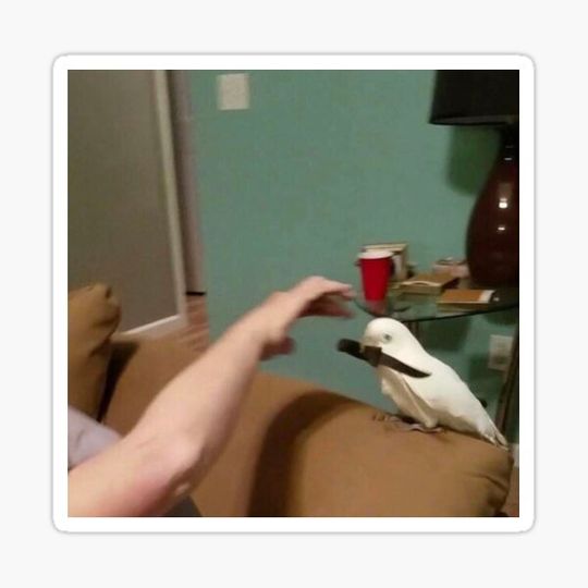 Discover cursed image