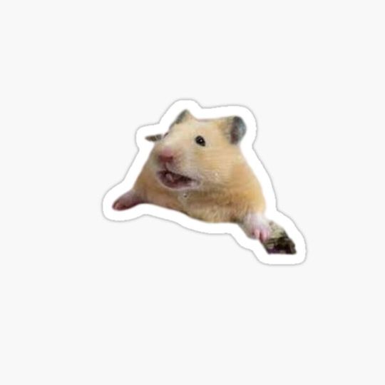 Discover Hamster