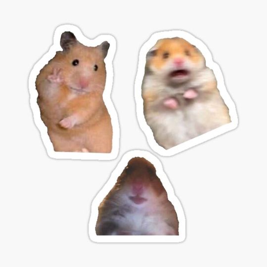 Discover The big 3 Hamsters
